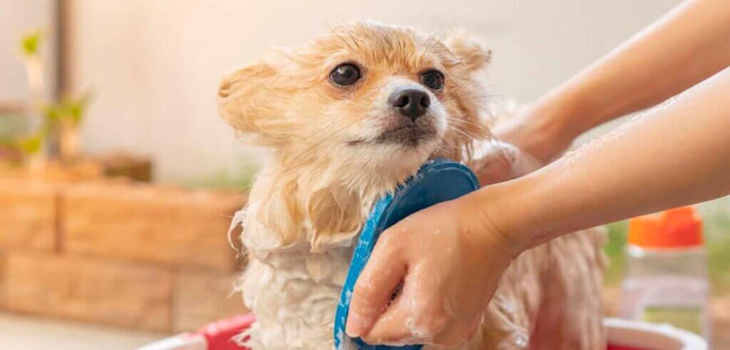¿A qué hora es recomendable bañar a tu perro?