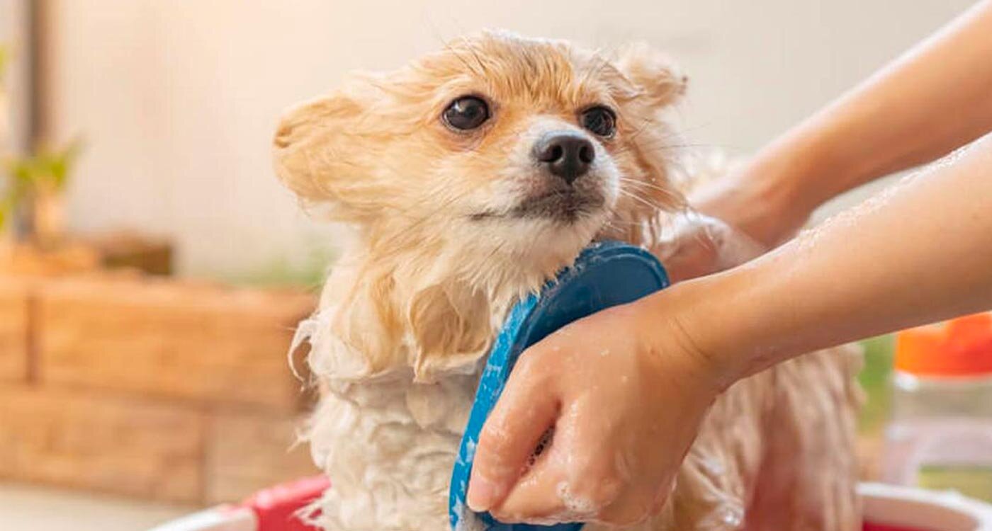 ¿A qué hora es recomendable bañar a tu perro?